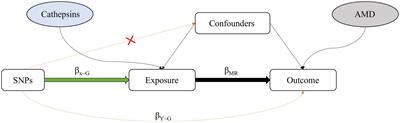 Exploring the relationship between cathepsin and age-related macular degeneration using Mendelian randomization